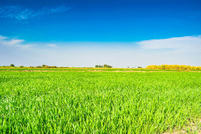 Scenic view of agricultural field against blue sky