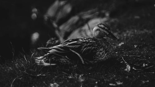 Close-up of bird