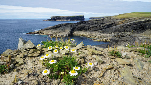 flowering plant