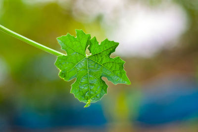 Close-up of green leaves