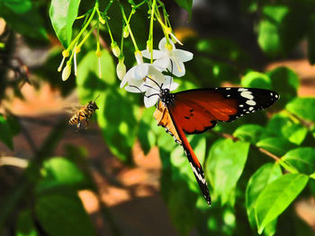 Close-up of butterfly pollinating on flower