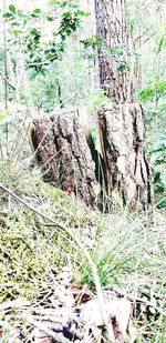 Plants growing on tree trunk in forest