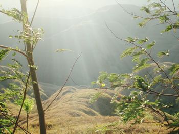 Scenic view of trees in foggy weather