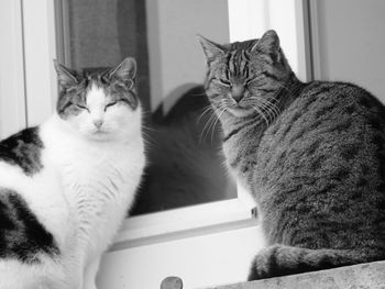 Portrait of cats