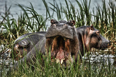 Hippopotamus in a grass