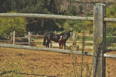 Horse standing on field by railing