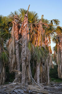 Low angle view of coconut palm trees against sky