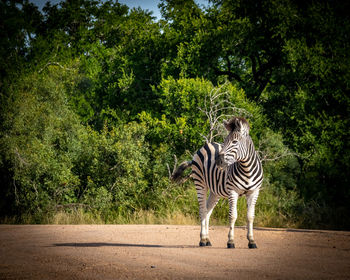 Zebra standing on the road