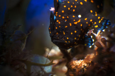 Close-up of fish swimming in sea