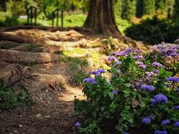 View of purple flowering plant in forest