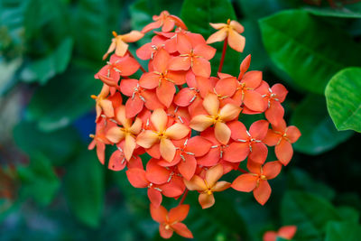 Close-up of orange flowering plant