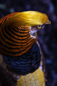 Close-up of a bird