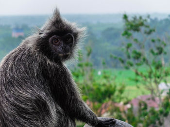 A monkey is sitting and chilling, surrounding with beautiful and calming environment.