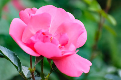 Close-up of pink flower blooming outdoors