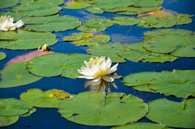 Close-up of lotus water lily in lake