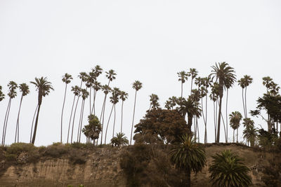 Low angle view of palm trees against clear sky