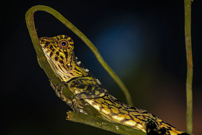 Close-up of lizard