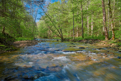 Scenic view of stream flowing in forest