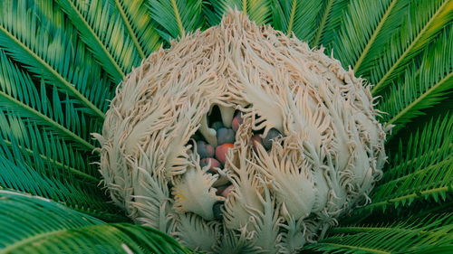 Close-up of a bird