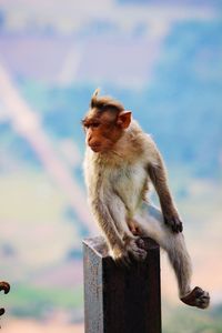 Close-up of monkey on rock against sky