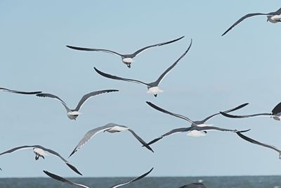 Low angle view of birds flying against clear sky
