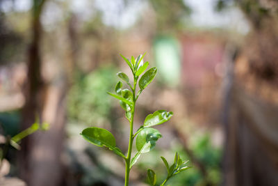 Leaves of a lime tree