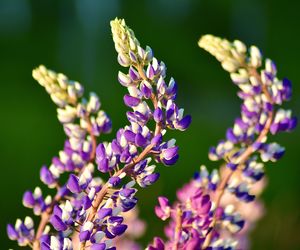 Close-up of purple flowering plant