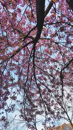 Low angle view of tree against sky