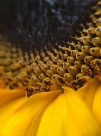 Close-up of yellow flower