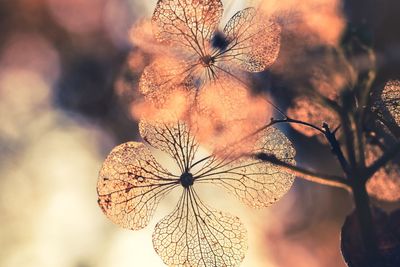 Close-up of dried flowers 