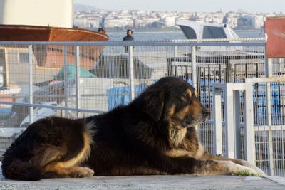 Dog relaxing on wall