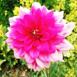 Close-up of pink dahlia flower