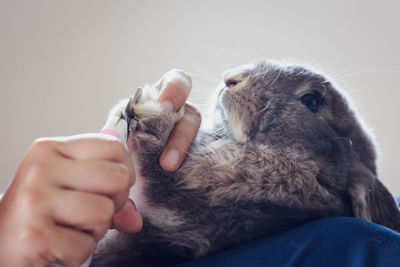 Midsection of person holding cat