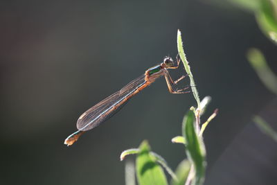 Close-up of grasshopper