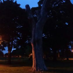 Trees growing on field