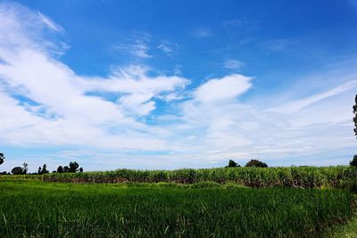 Scenic view of agricultural field against sky