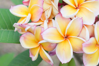 Close-up of frangipani flowers
