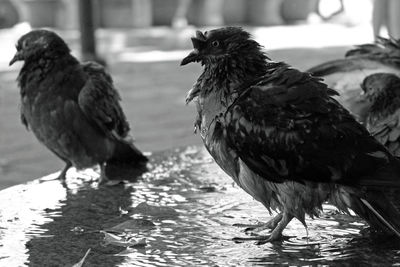 Close-up of birds perching on water