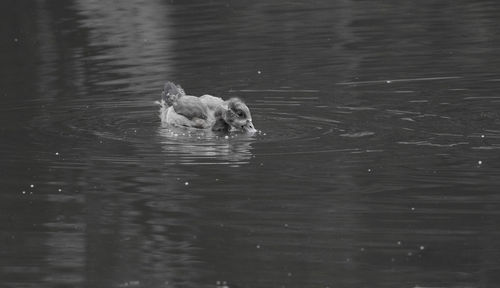 Dog swimming in lake