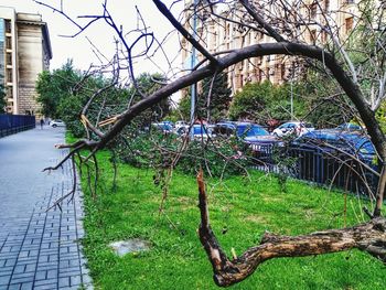 tree