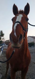 Close-up portrait of a horse