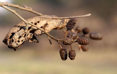 Close-up of dried plant