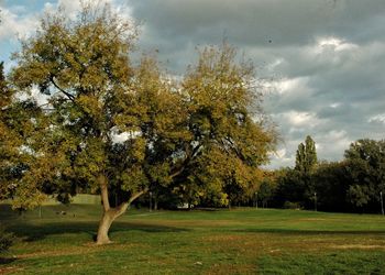 Trees on landscape against sky