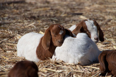 Goats relaxing on field