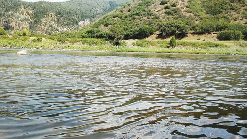 Scenic view of river in forest