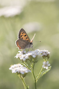 Close-up of butterfly pollinating on flower