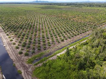 High angle view of corn field