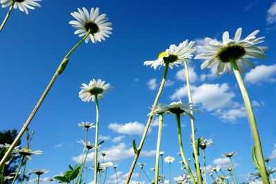 Low angle view of flowering plants against blue sky