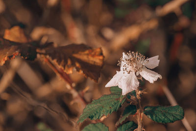 Close-up of dry leaves on field during autumn