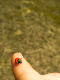 Close-up of ladybug on hand